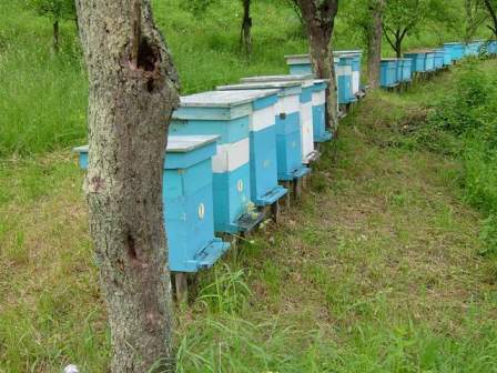 It could be anywhere in Australia, but these beehives are actually in Serbia (see Pictorial Essay inside)