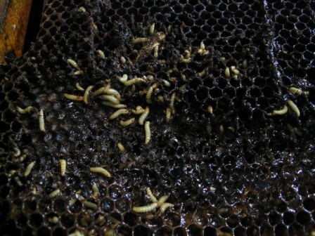 Small hive beetle larvae in honeycomb. This Issue of The ABK is a special edition, with a focus on the ecology, behaviour and control of small hive beetle. Photo courtesy Wayne Fuller