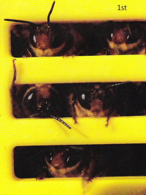 Drone bees being used on Rottnest Island for a fertility experiment as part of CYBER’s work – the drones were trying desperately to escape from behind the excluder door Photo courtesy Barbara Baer