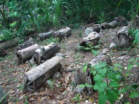 Apiary of log hives in Haiti - see article 'Haitian Beekeeping' inside this issue Photo courtesy Bo Sterk