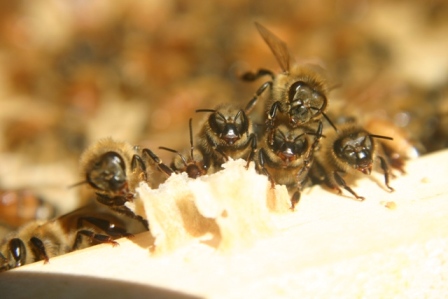 Wher's that honey? Let us at it! Photo courtesy Joel Mackay