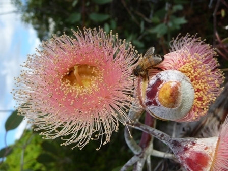 A honeybee on flowering Eucalyptus caesia in WA Photo courtesy David Dall