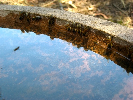 As we head into spring and summer, don’t forget that your bees need water. Providing water (perhaps in a bucket of wet sand) will especially help to keep urban neighbours on side with you having bees in your back yard. Photo courtesy Naomi Kieser