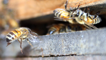 A bee in flight captured on camera as she enters the hive Photo Courtesy Joel Mackay