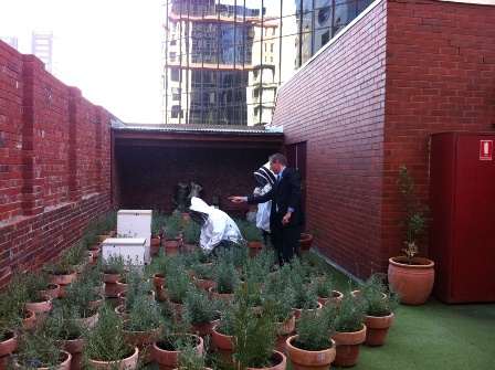 Rooftop Beehives above the Intercontinental Melbourne The Rialto, in the first stages of being established, together with a perennial garden to supply nectar and pollen. (See article inside) Photo: Sarah Sharkey