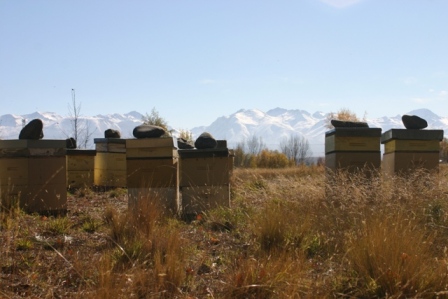 A stunning photo taken of New Zealand beehives, taken by an Australian beekeeper holidaying in NZ Photo courtesy Joel Mackey