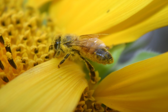 An excellent photo that illustrates just why the European honeybee is regarded as ther 'supreme' pollinator Photo courtesy Joel Mackay
