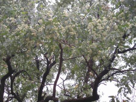 Silver leaf Ironbark, Morven (Western Queensland) in full flower. Hopefully beekeepers working this area were not affected by the recent widespread flooding. Photo courtesy Mark Farley