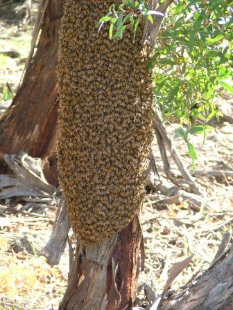 A sight no doubt seen many times this year – a swarm clustered after vacating their old home to start a new colony elsewhere. Photo courtesy Bruce Townsend