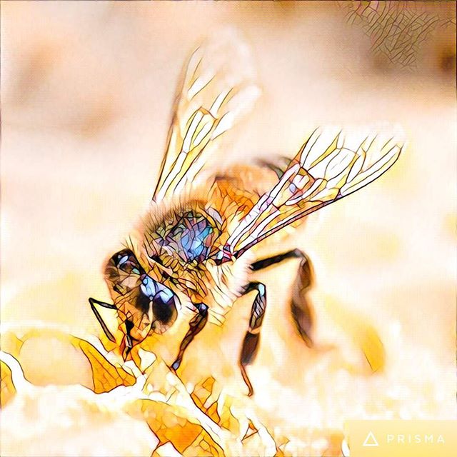 A little bit of Prisma fun Photo courtesy Joanne Knobel, Central Queensland