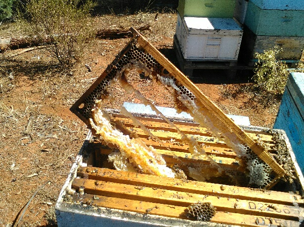 Hive damage caused by the heat wave in February. The hive went from being a strong three-decker to pretty much useless. 50 hives were lost in the load. Photo courtesy Anthony Deighton