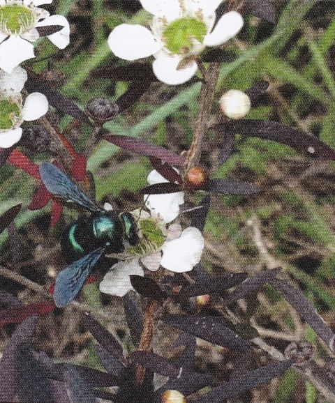A Carpenter bee, one of the larger species of Australian native bees, on a Leptospermum flower Photo courtesy of Tanya Chilcott