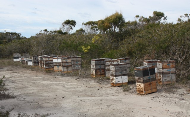 Bees ready to overwinter on Tea Tree, on the NSW South Coast