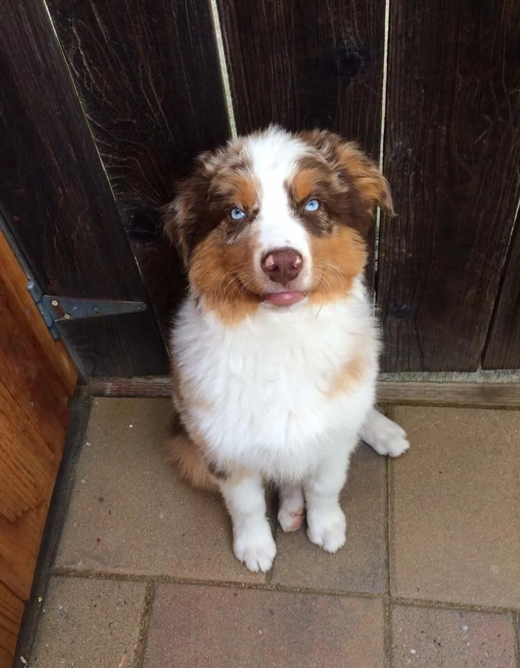 saddle up mini aussies