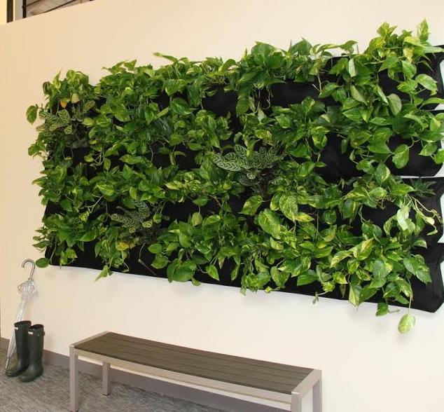 Living Wall - Tapingo - After.png