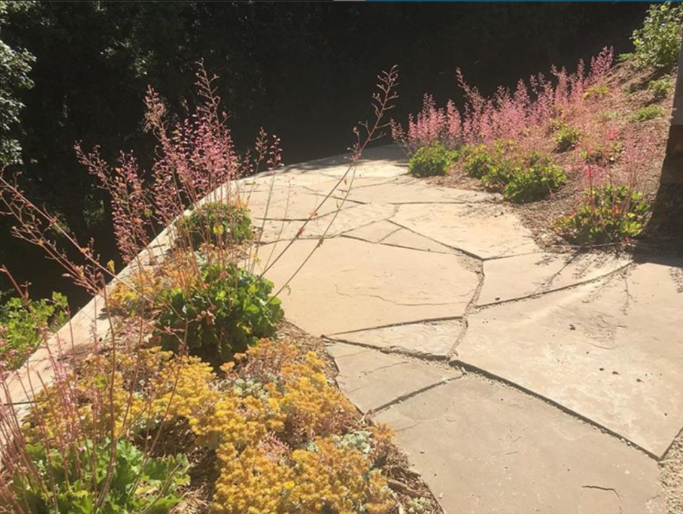 Petal & Stone