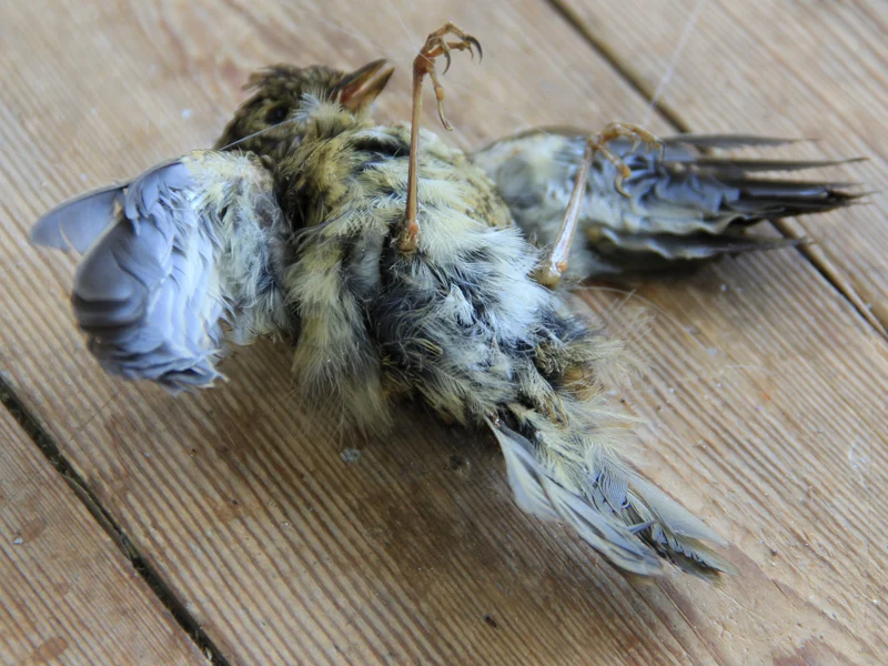 bird_1.jpg