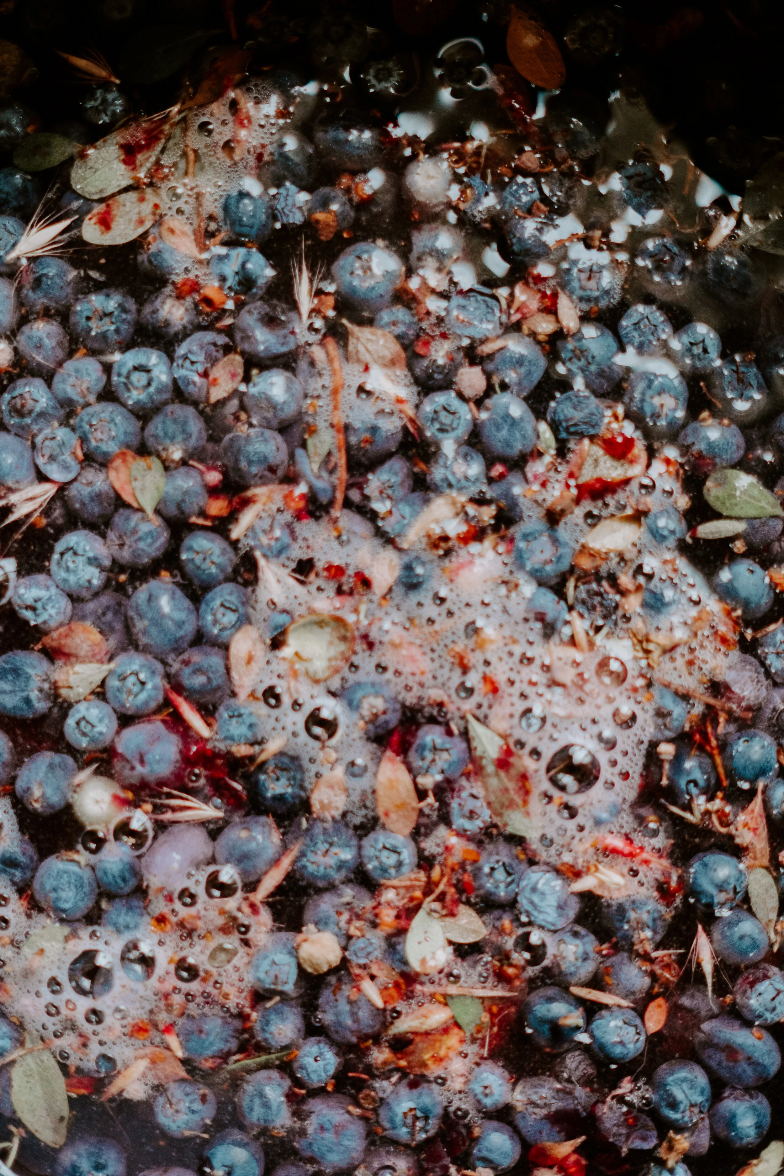 Close-up of blueberries submerged in water with leaves and bubbles.