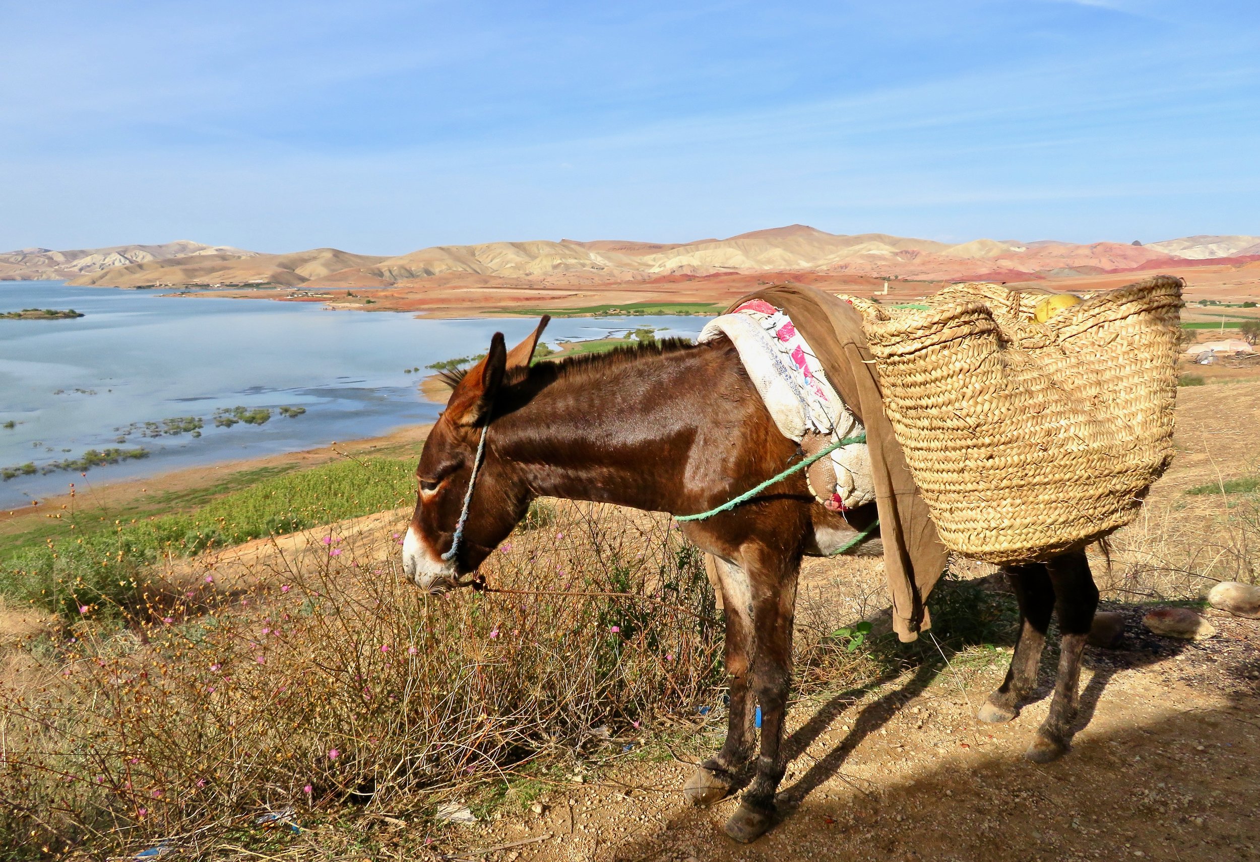 You gotta be tough to be a Moroccan donkey!