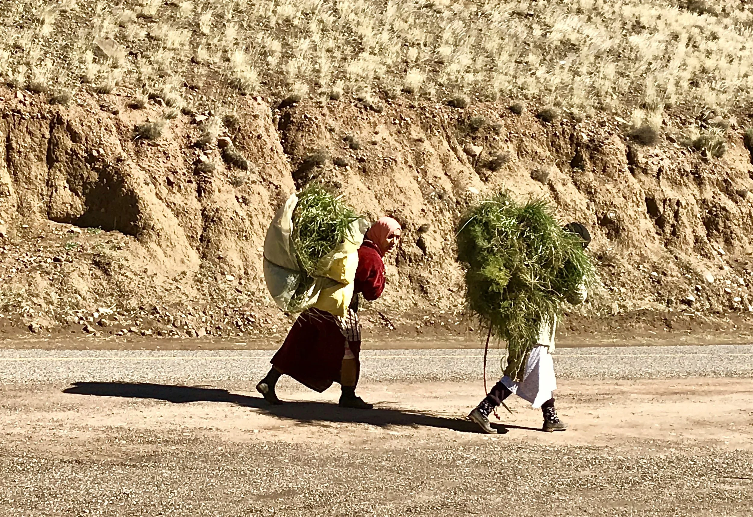 Not sure what kind of grass they're carrying!