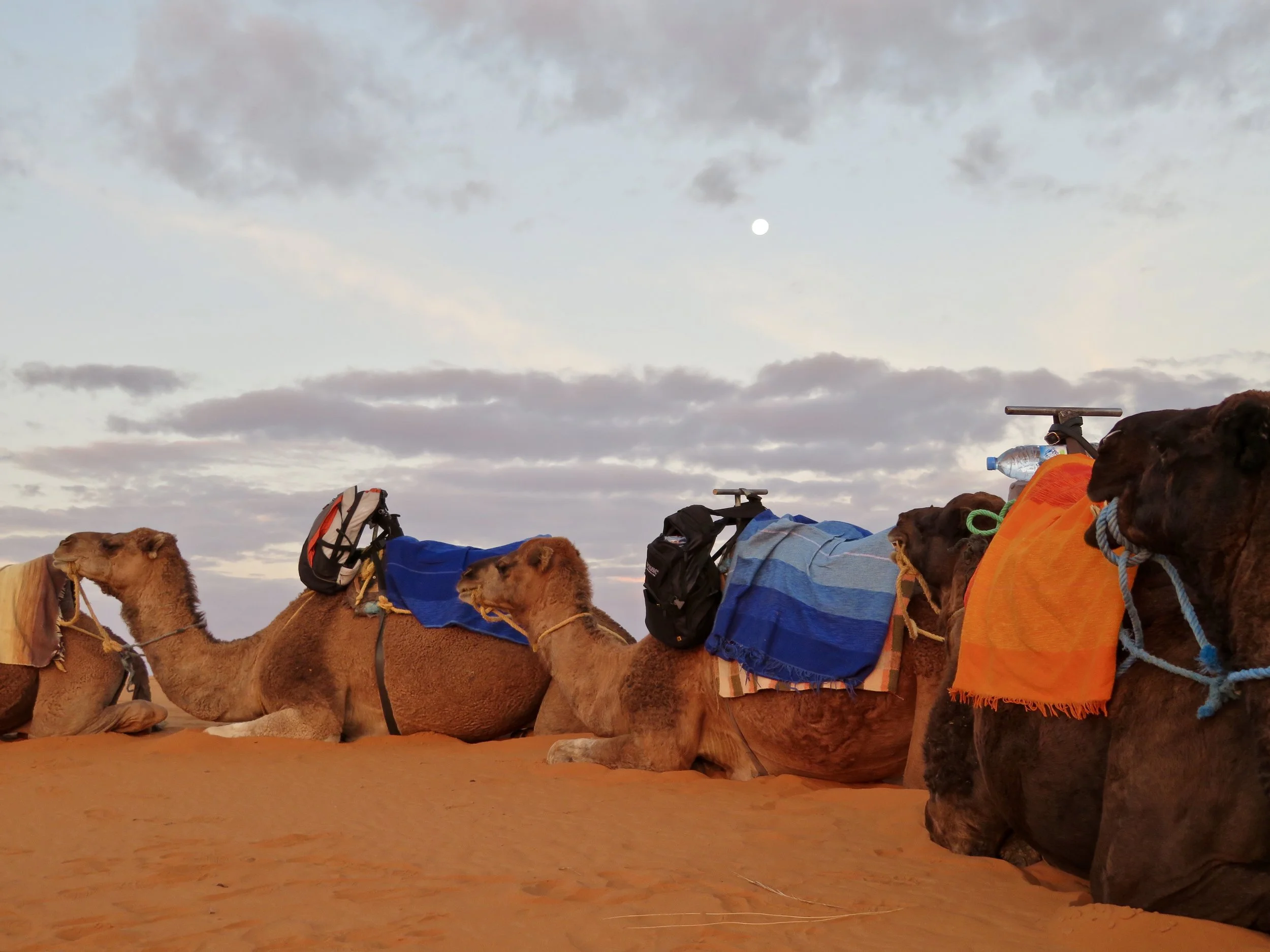 I know, lots of camel pics...I'm smitten! 