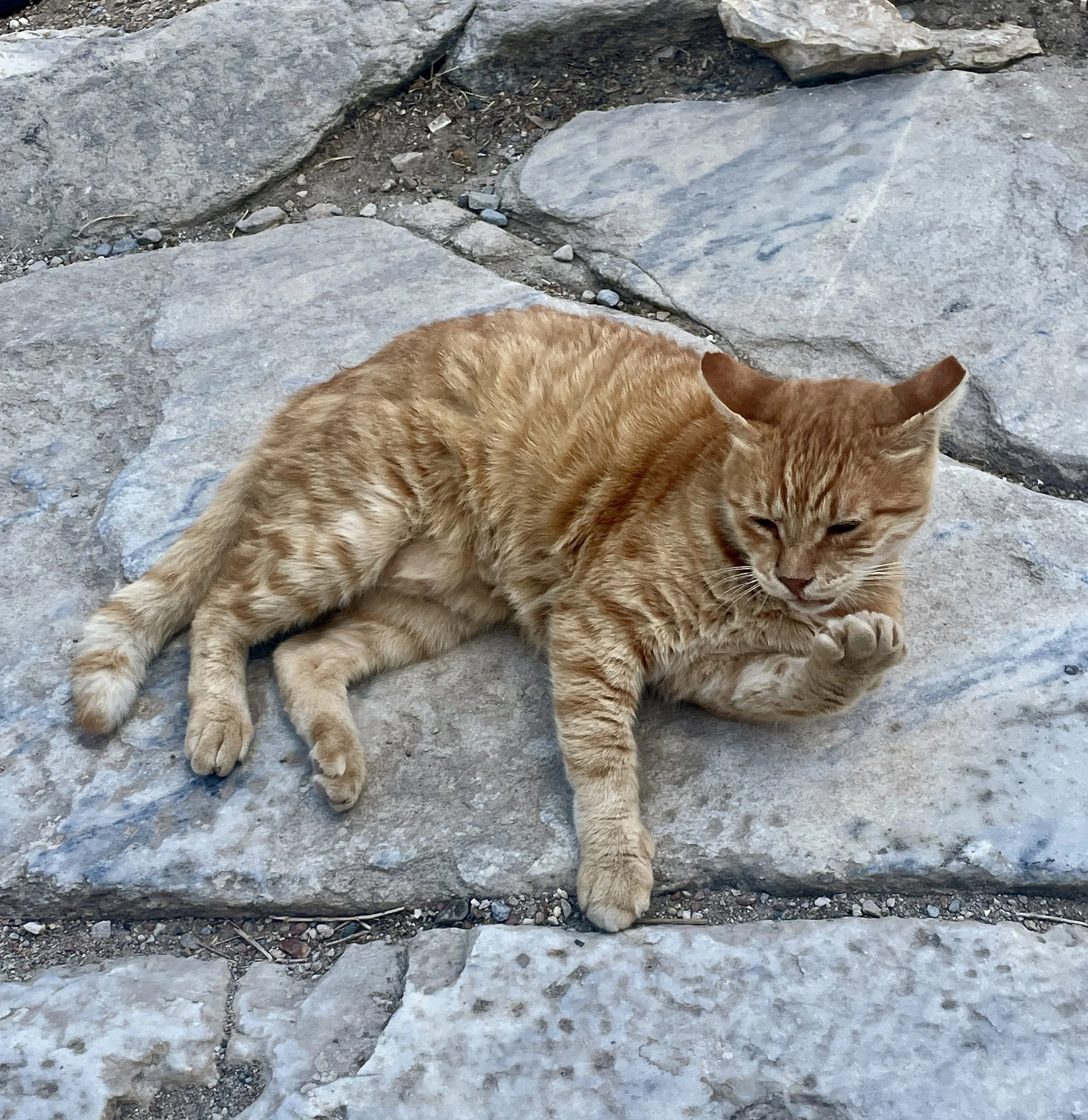 Internet sensation: Garfield of Ephesus--a stray ginger tabby lives in the Great Theatre! 