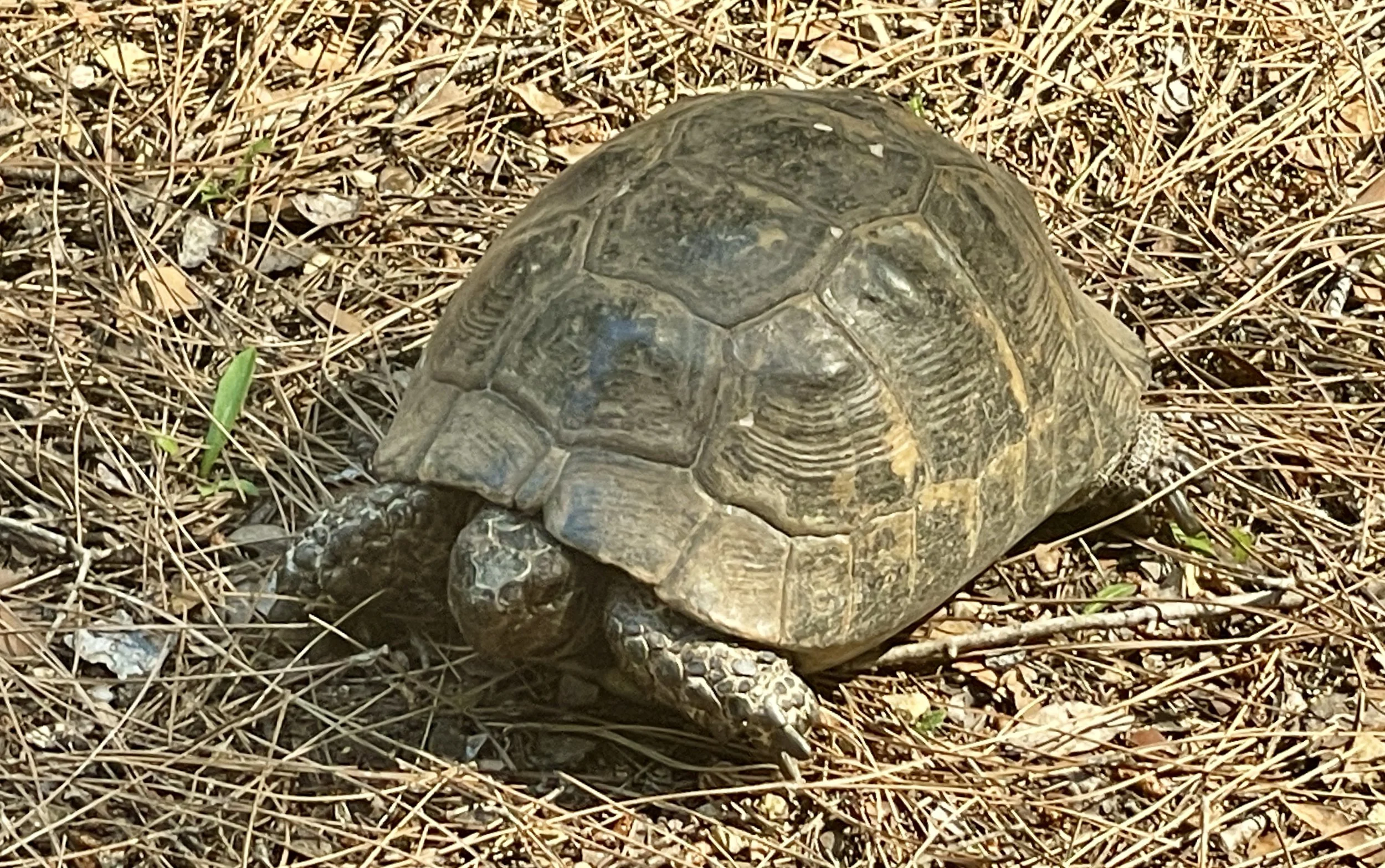 A shy fellow-hiker...