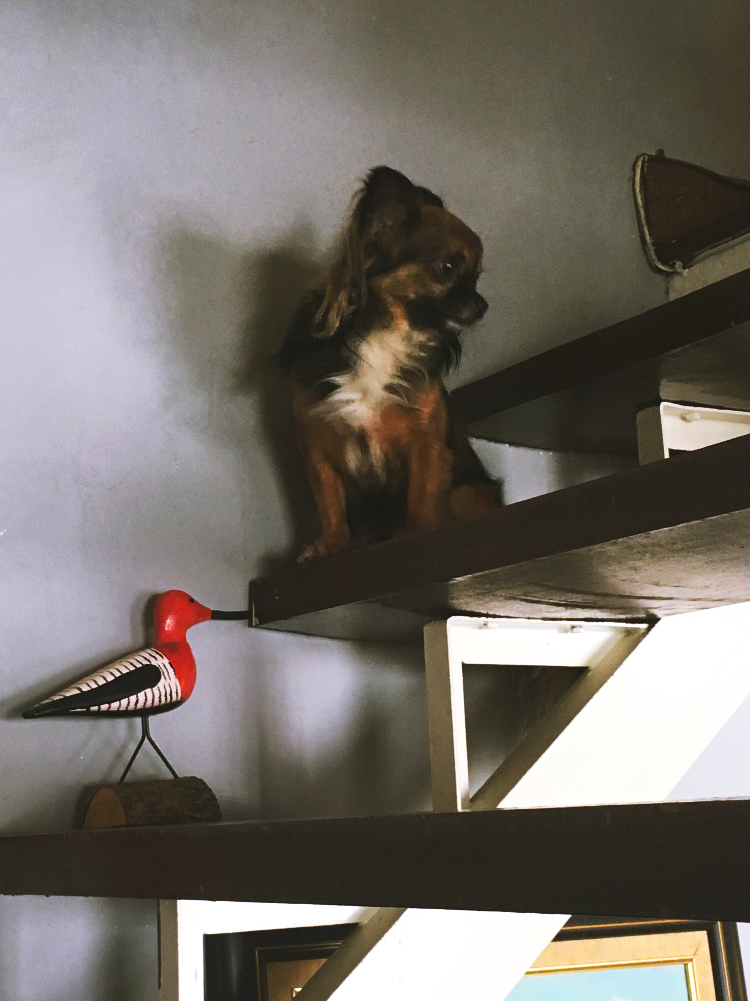 Our little helper of the day
