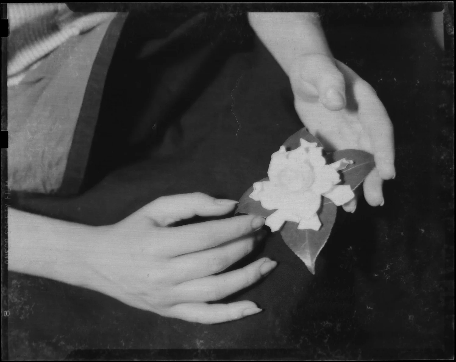 Photo - Robert Holmes