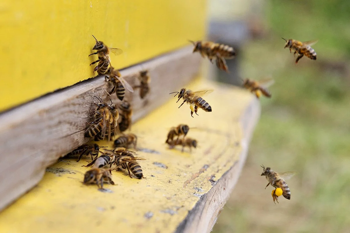 andy-bate-reportage-serbia-honey-production-bees-carrying-pollen-to-hive-02.jpg