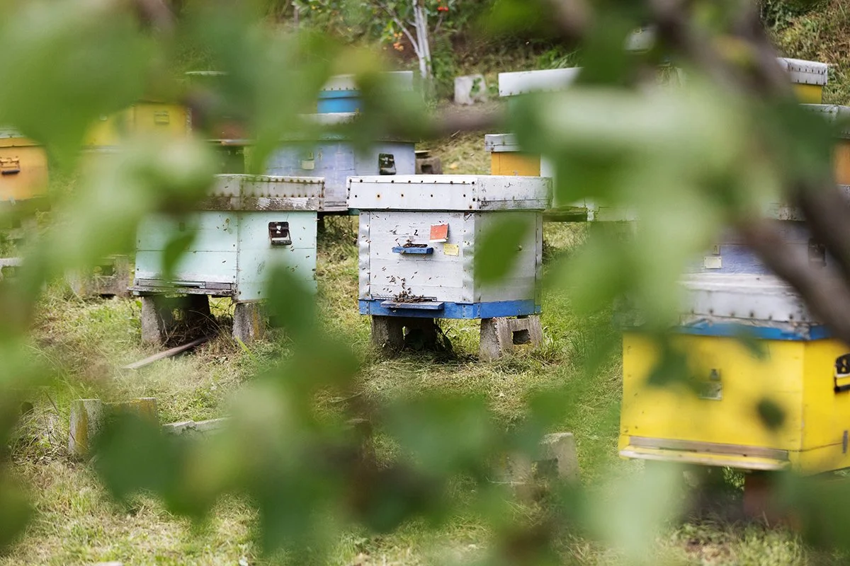 andy-bate-commercial-reportage-serbia-honey-production-beekeeping-environment-04.jpg