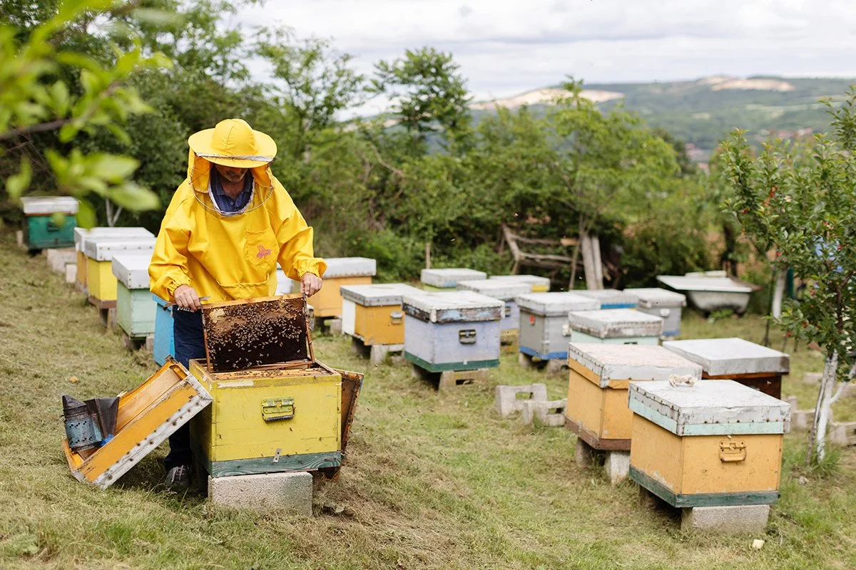 andy-bate-reportage-serbia-beekeeper-working-with-bees-inspection-storytelling-06.jpg