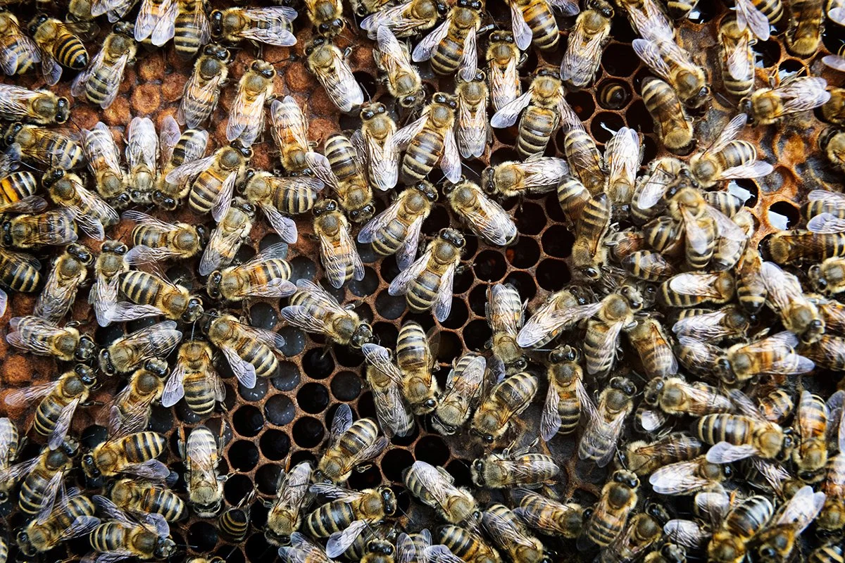 andy-bate-reportage-serbia-ebrd-honey-production-bees-on-honeycomb-close-up-08.jpg