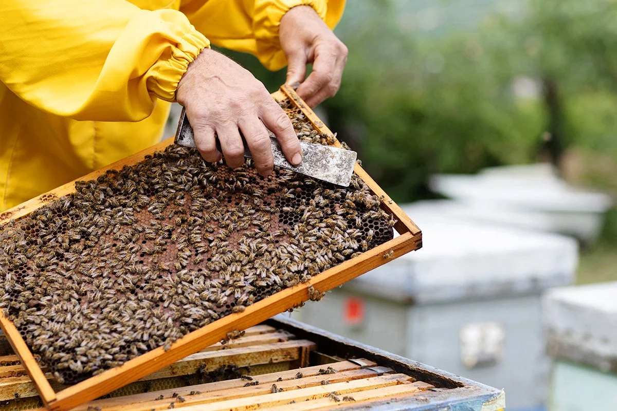 andy-bate-reportage-serbia-honey-industry-lifting-honeycomb-frame-09.jpg