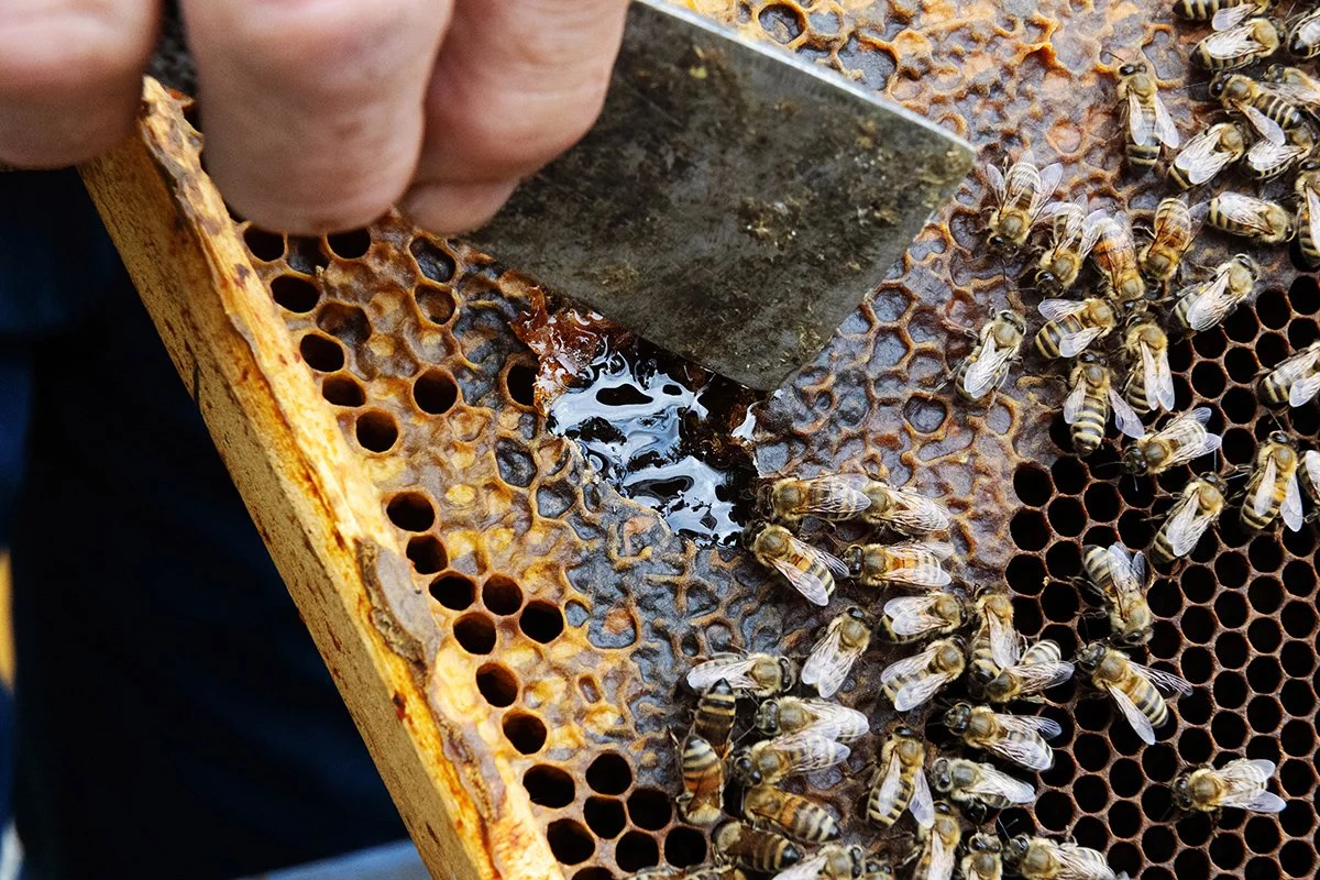 andy-bate-reportage-serbia-ebrd-honey-production-honey-extraction-knife-detail-10.jpg