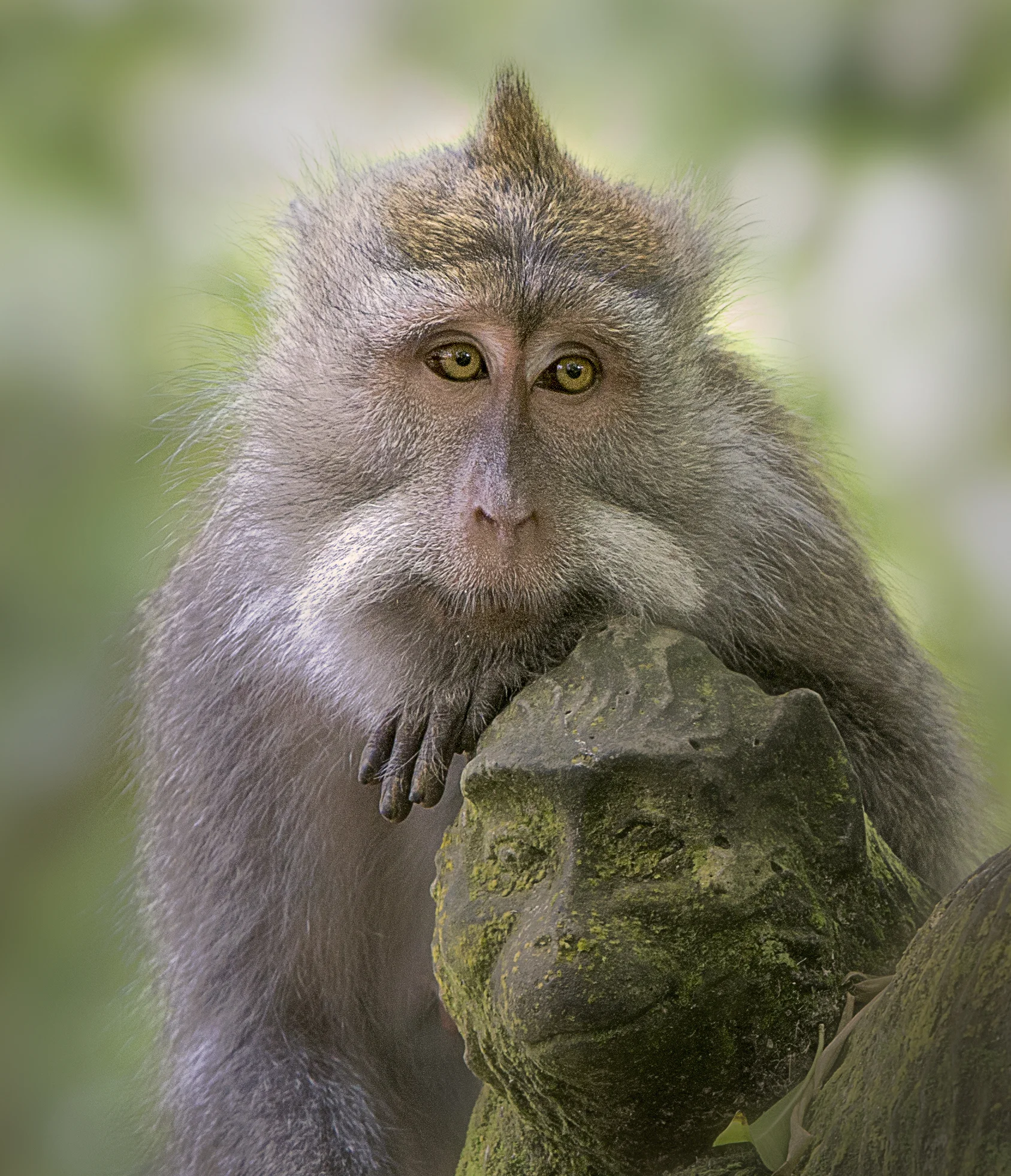 Forlorn Balinese Monkey