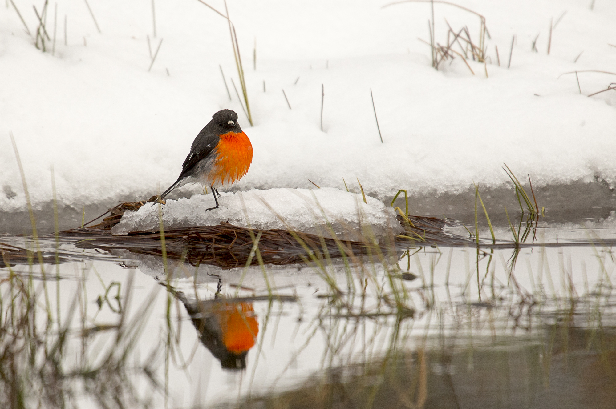Flame Robin in reflection