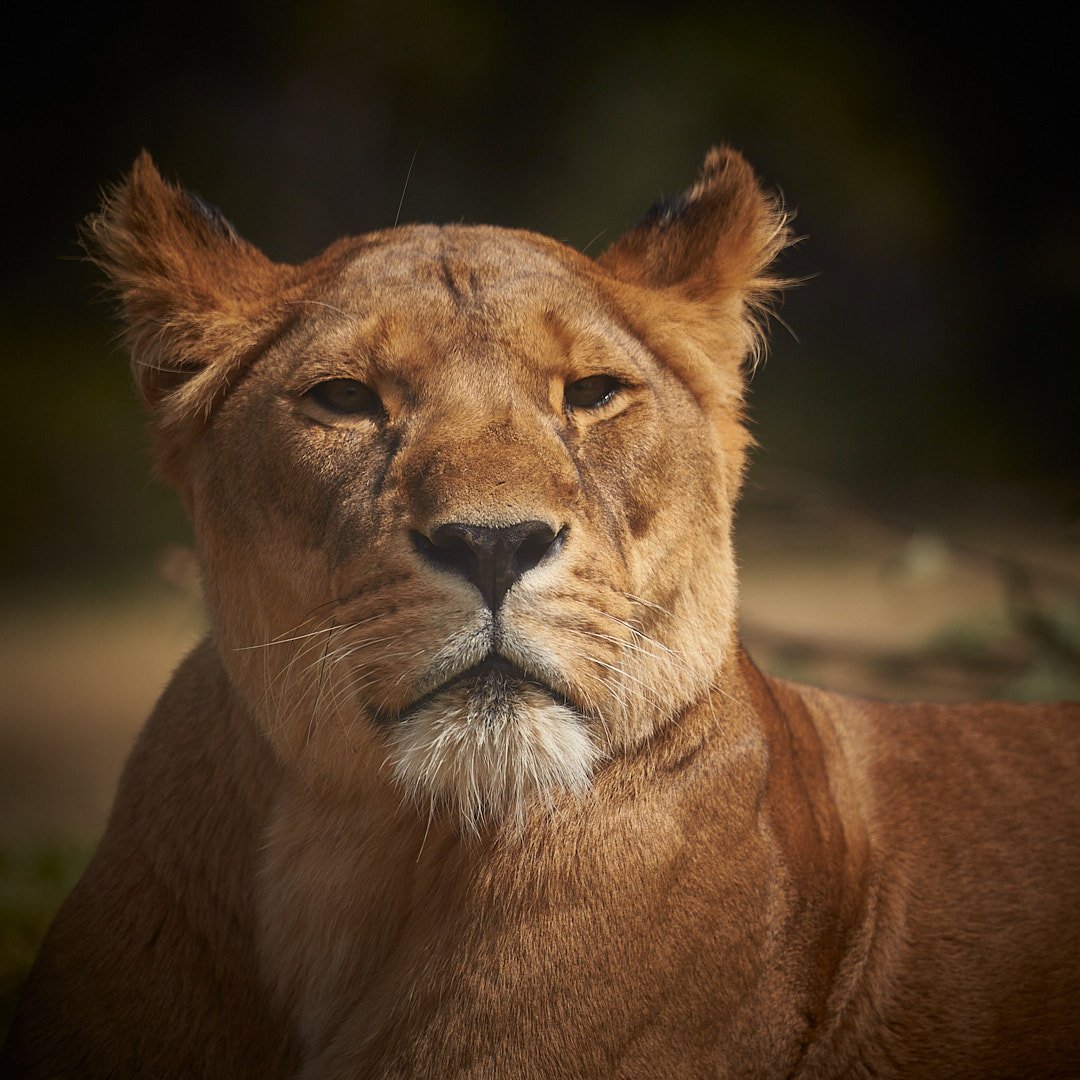 Werribee Open Range Zoo