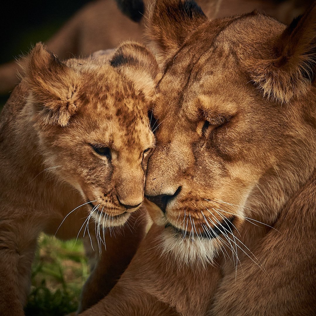 Lion Cub and mother