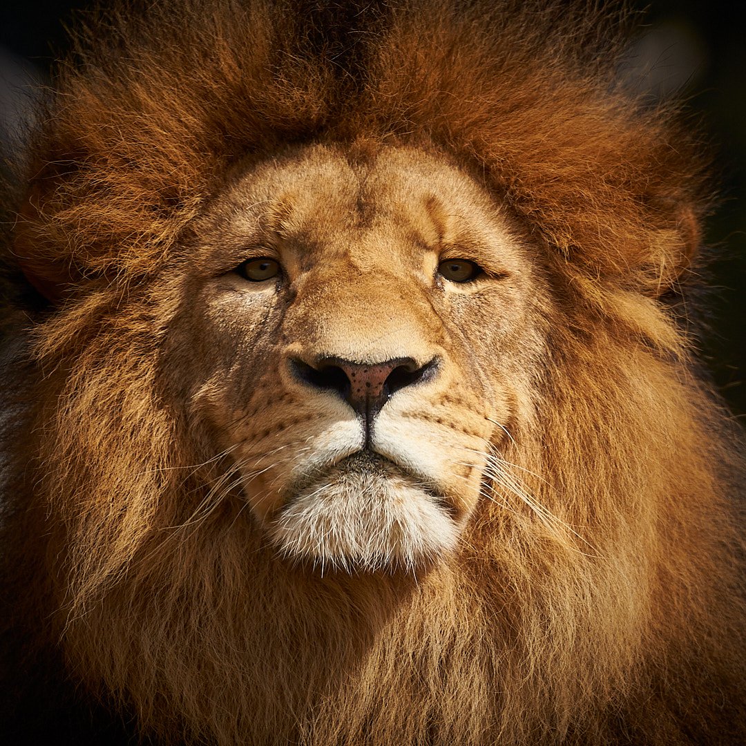 Male Lion - Head of the pride