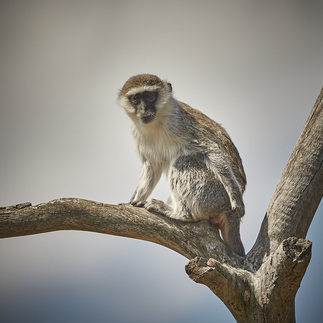 Werribee Open Range Zoo
