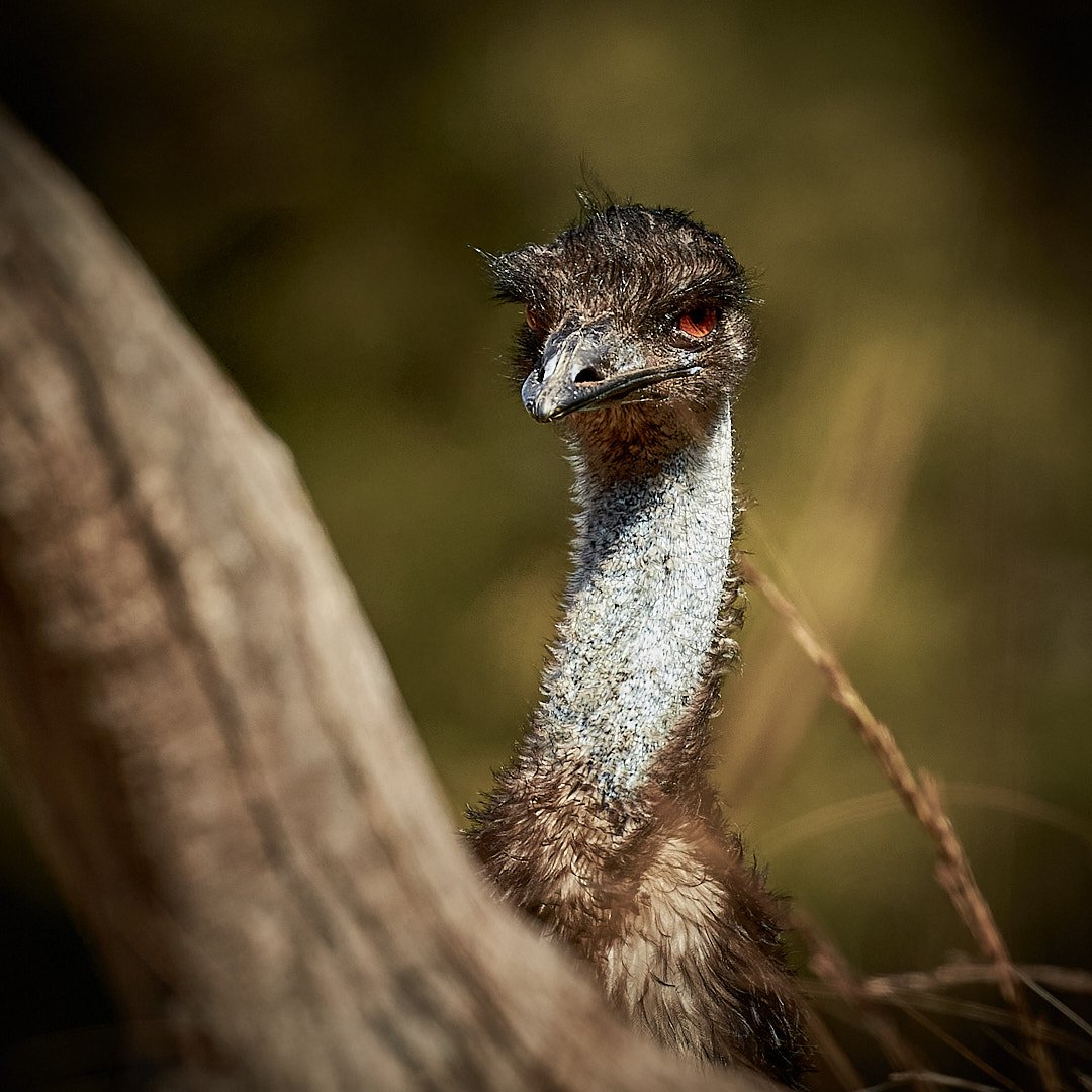 Captive Emu