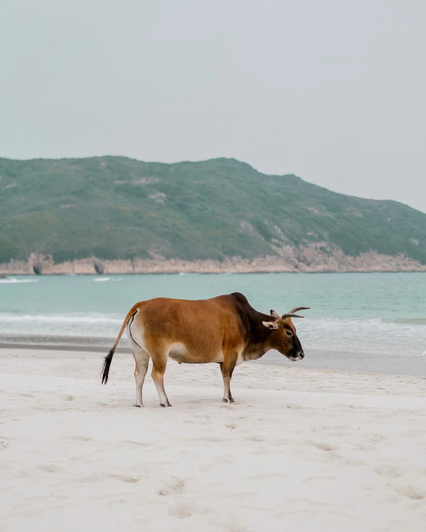 Moo moo moo🐂
. . . .
.
#iamatraveler #agameoftones #tillweflyagain #vscocam #thecreatorclass #exploretocreate #moodygrams #stayandwander #beautifuldestinations #neverstopexploring #travelawesome #suitcase #movebeyond #liveauthentic #bestvacations #d