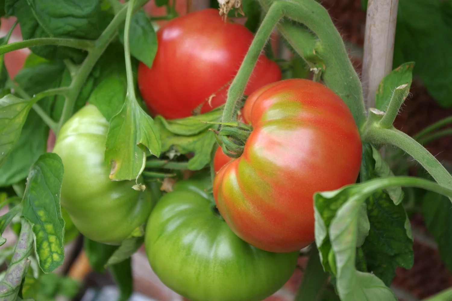 Home grown tomatoes