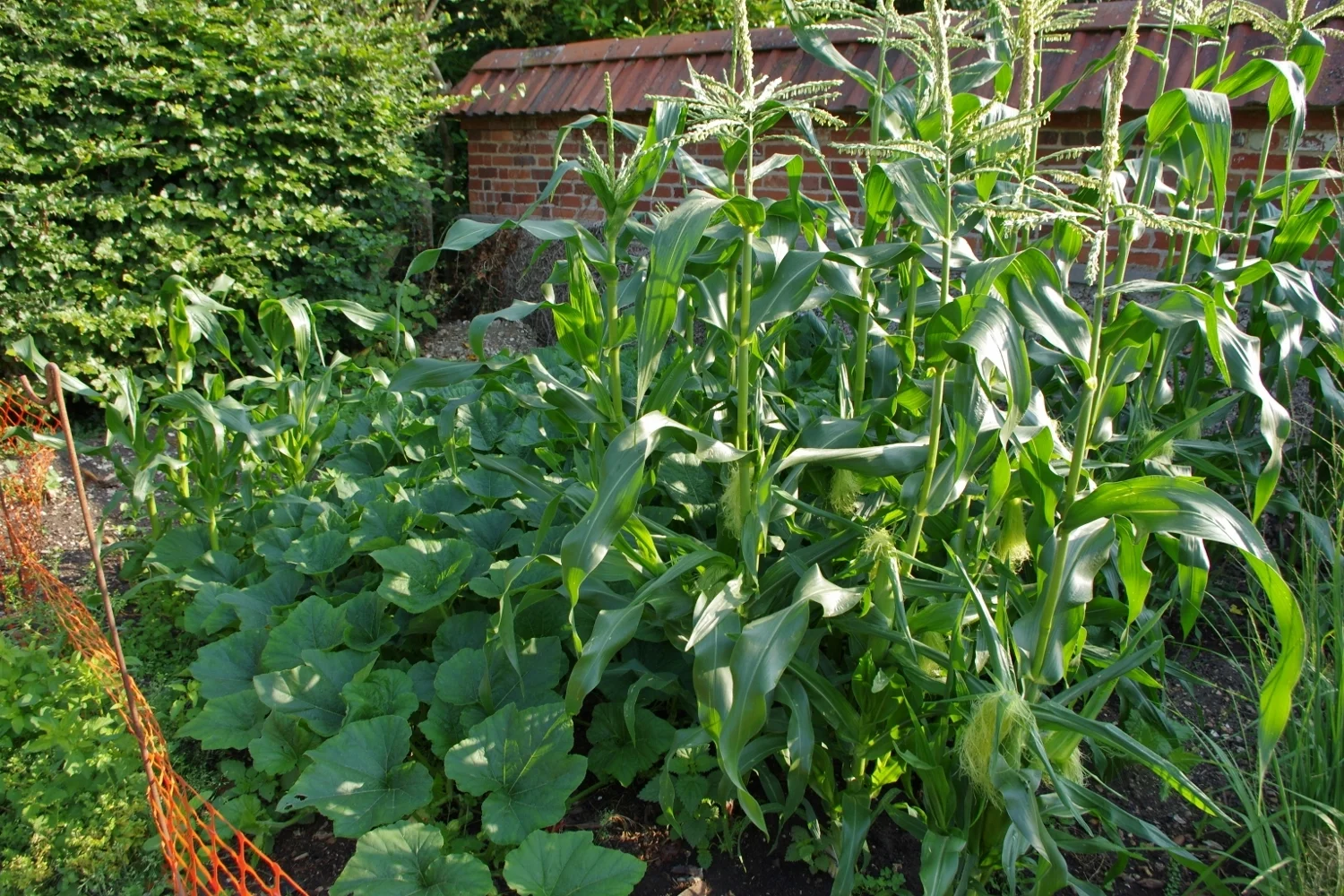 Corn and squash grow well together in Church House B&B veg garden