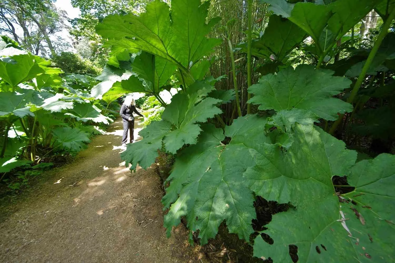 abbotsbury sub-tropical garden dorset