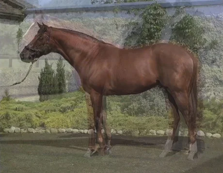 Still from ‘Horse’ (2012) by John Stezaker