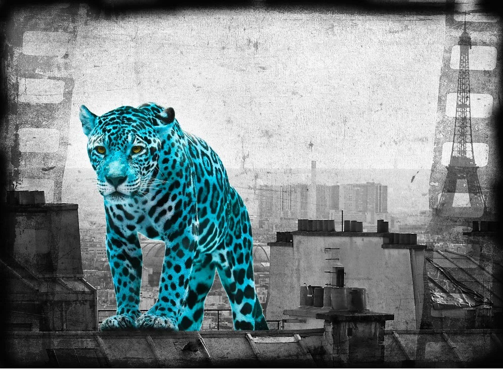 Catjee, Checking Out Paris