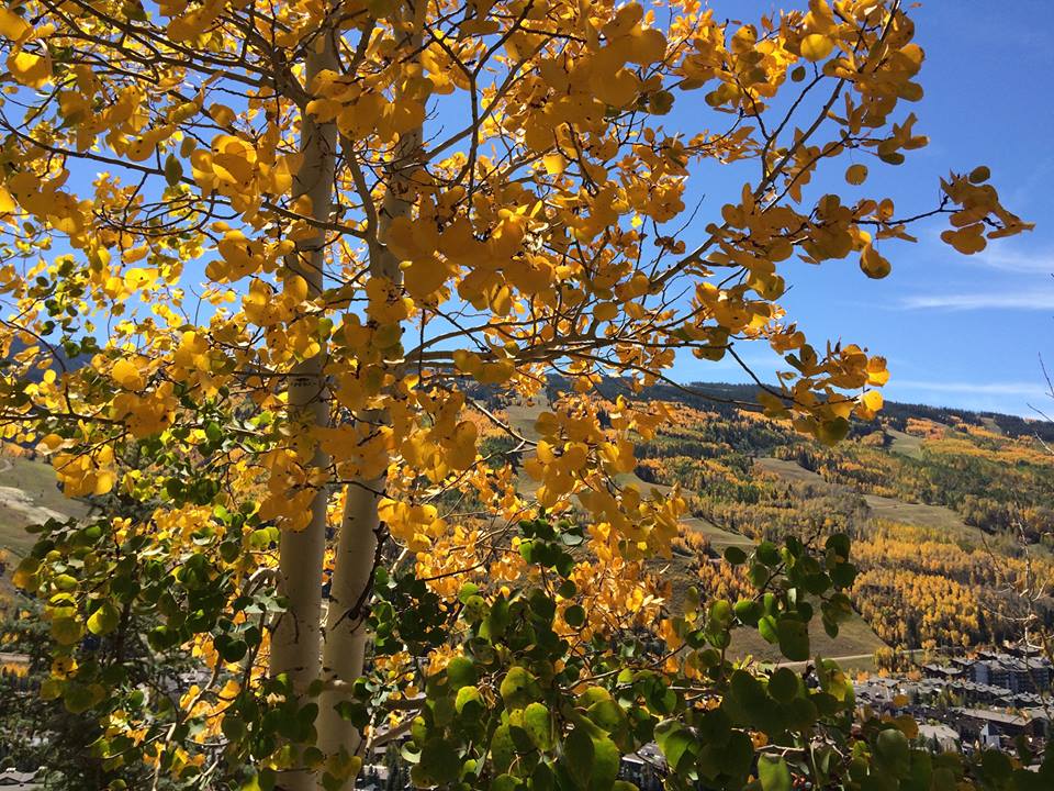 Aspens in Vail