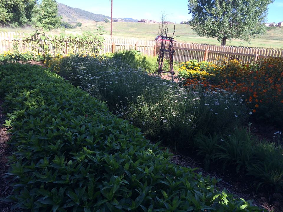 Dye Garden, Chatfield